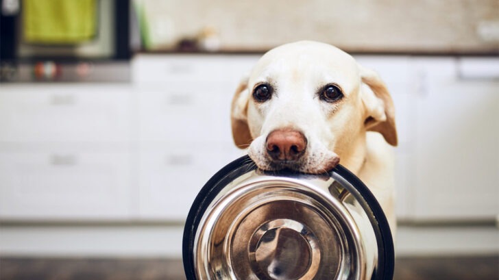 Warum sind Hunde immer hungrig